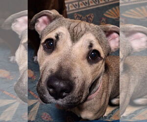 Mutt Dogs for adoption in Princeton, MN, USA