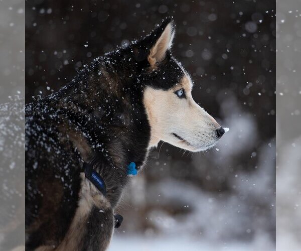 Medium Photo #199 Siberian Husky Puppy For Sale in Kanab, UT, USA