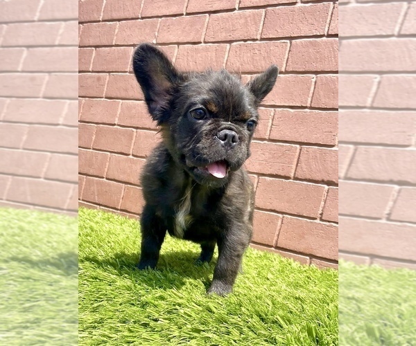 Medium Photo #17 French Bulldog Puppy For Sale in DENVER, CO, USA