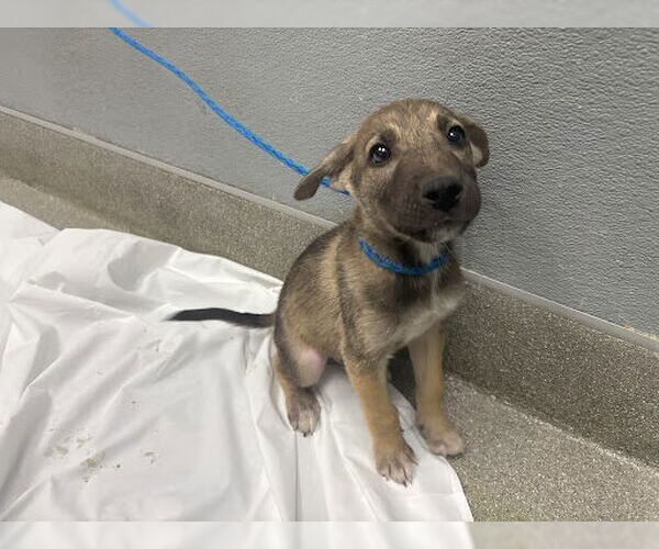 Medium Photo #1 German Shepherd Dog-Unknown Mix Puppy For Sale in Las Vegas, NV, USA