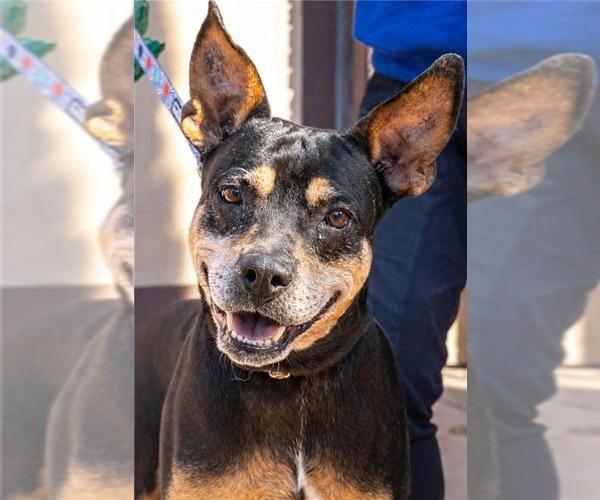 Medium Photo #13 Doberman Pinscher-Unknown Mix Puppy For Sale in Lake Forest, CA, USA