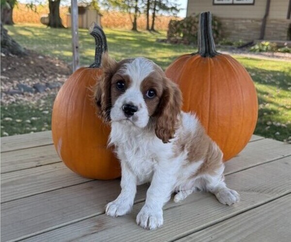 Medium Photo #5 Cavalier King Charles Spaniel Puppy For Sale in THORP, WI, USA