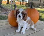 Small #4 Cavalier King Charles Spaniel