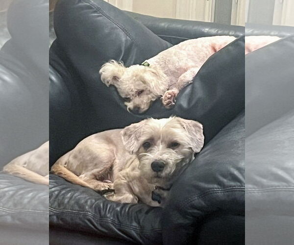 Medium Photo #3 Maltese-Unknown Mix Puppy For Sale in Corona, CA, USA