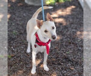 Basenji-Unknown Mix Dogs for adoption in San Diego, CA, USA