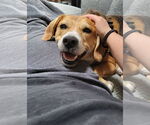 Small #3 Beagle Mix