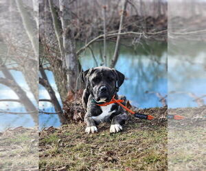 Mastiff-Unknown Mix Dogs for adoption in Germantown, OH, USA
