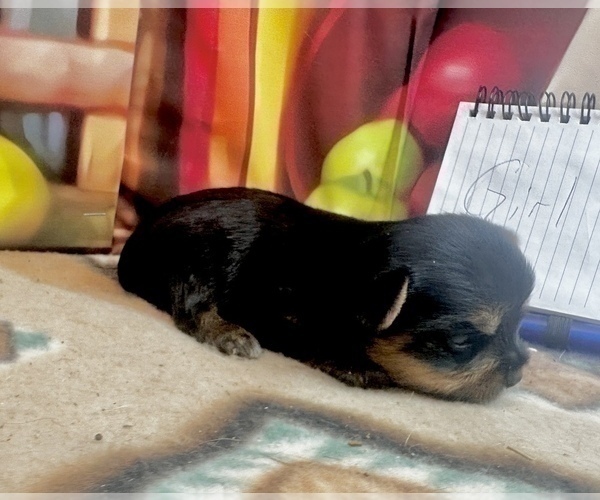 Medium Photo #14 Yorkshire Terrier Puppy For Sale in CASSVILLE, MO, USA
