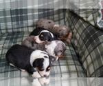 Small Photo #3 Cardigan Welsh Corgi-Poodle (Miniature) Mix Puppy For Sale in FREDERICK, MD, USA