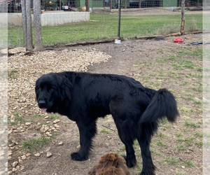 Mother of the Newfoundland puppies born on 04/23/2023