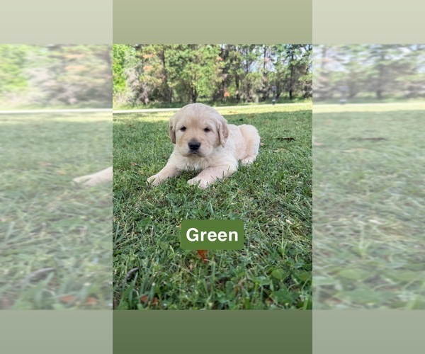 Medium Photo #10 Golden Retriever Puppy For Sale in FAYETTEVILLE, TN, USA