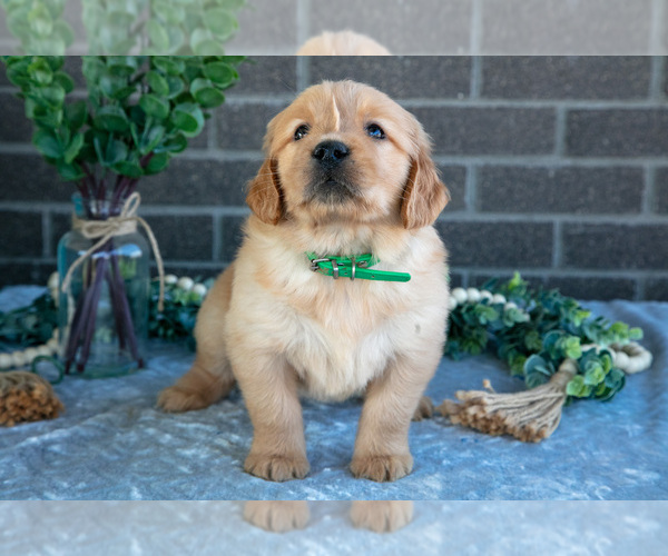 Medium Photo #3 Golden Retriever Puppy For Sale in MILLERSBURG, OH, USA