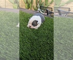 Small Photo #5 Boston Terrier Puppy For Sale in SAN FERNANDO, CA, USA