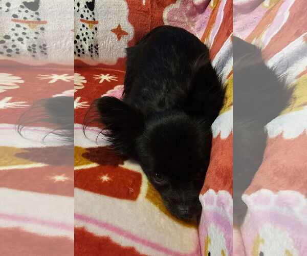 Medium Photo #3 Chihuahua-Unknown Mix Puppy For Sale in Oakhurst, NJ, USA