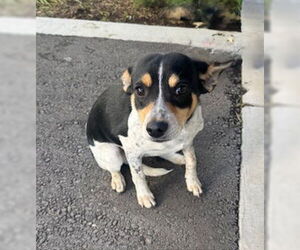 Mutt Dogs for adoption in Lathrop, CA, USA