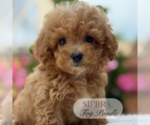 Small #1 Poodle (Toy)