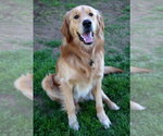 Small #2 Golden Retriever