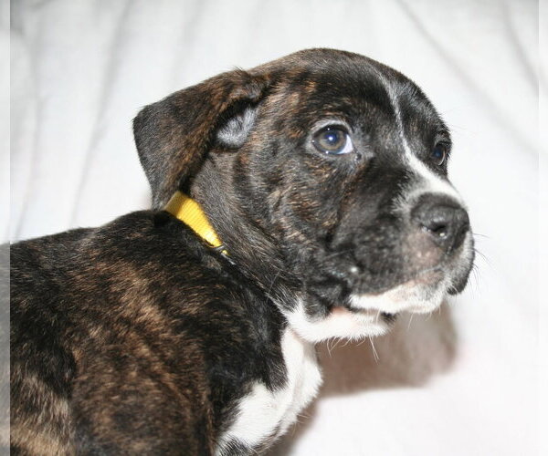 Medium Photo #3 American Staffordshire Terrier-Unknown Mix Puppy For Sale in Holly Springs, NC, USA