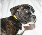 Small Photo #3 American Staffordshire Terrier-Unknown Mix Puppy For Sale in Holly Springs, NC, USA