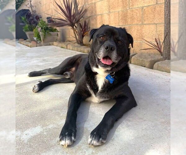 Medium Photo #3 Chow Chow-Unknown Mix Puppy For Sale in Long Beach, CA, USA