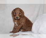 Small Photo #5 Goldendoodle Puppy For Sale in FRESNO, OH, USA