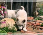 Small Photo #7 German Shepherd Dog Puppy For Sale in WASHINGTON, NJ, USA