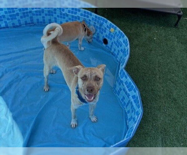Medium Photo #1 Mutt Puppy For Sale in Redwood City, CA, USA