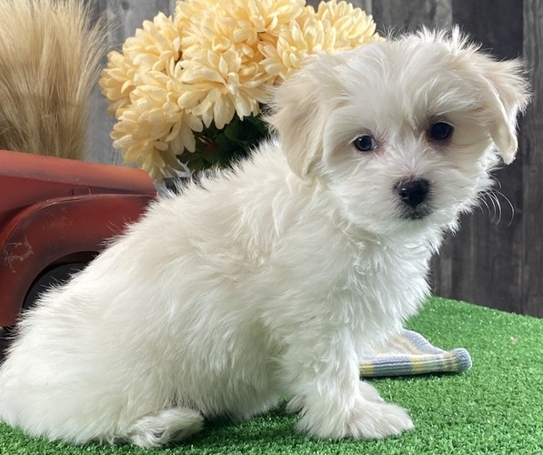 Medium Photo #4 Biton Puppy For Sale in CANOGA, NY, USA