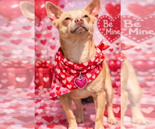 Medium Photo #1 Chihuahua Puppy For Sale in Garner, NC, USA