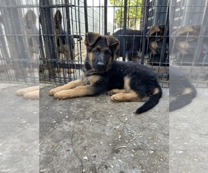 German Shepherd Dog Puppy for sale in HACIENDA HEIGHTS, CA, USA