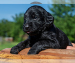 Puppy blue Ringo Labradoodle