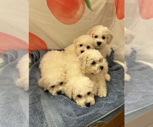 Poodle (Standard) Puppy for sale in SAN JOSE, CA, USA