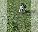 Small #2 Gerberian Shepsky