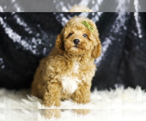 Medium Photo #2 Poodle (Toy) Puppy For Sale in WARSAW, IN, USA