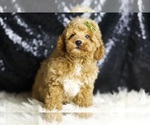 Small #1 Poodle (Toy)