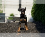 Small #5 Doberman Pinscher