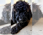 Puppy Puppy 5Big Mac Bernedoodle