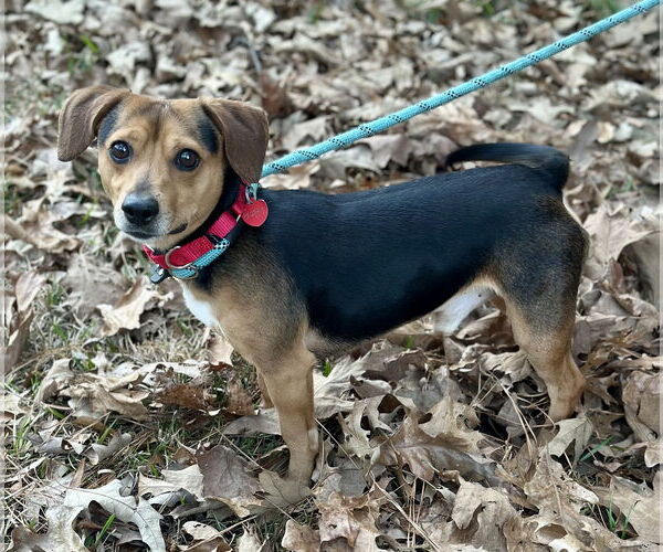 Medium Photo #2 Beagle-Unknown Mix Puppy For Sale in Dunnellon, FL, USA