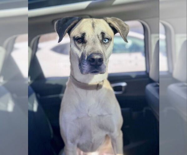 Medium Photo #2 Mastiff-Unknown Mix Puppy For Sale in Williamsburg, IA, USA