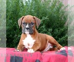 Small Boxer