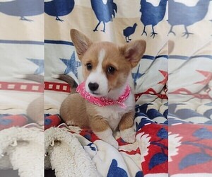 Medium Pembroke Welsh Corgi