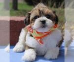 Small Photo #1 Lhasa Apso-Poodle (Toy) Mix Puppy For Sale in ORO VALLEY, AZ, USA