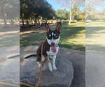Small Photo #5 Australian Kelpie-Unknown Mix Puppy For Sale in Escondido, CA, USA