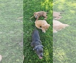 Small Photo #16 American Bully Puppy For Sale in PHOENIX, AZ, USA
