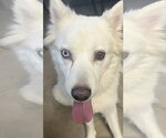 Small #3 Siberian Husky Mix