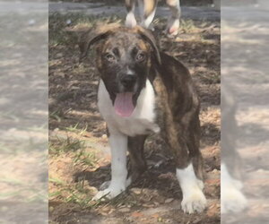 Mutt Dogs for adoption in The Woodlands, TX, USA