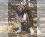 Reese - Male Mutt Dog for Adoption - Small photo