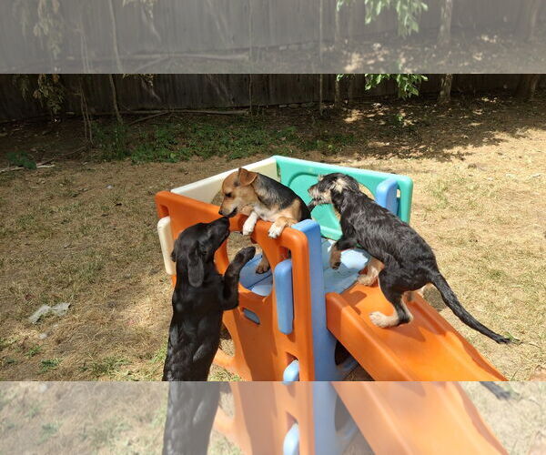 Medium Photo #2 Labrador Retriever-Unknown Mix Puppy For Sale in Sebec, ME, USA