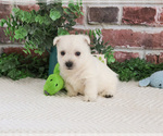 Small #13 West Highland White Terrier