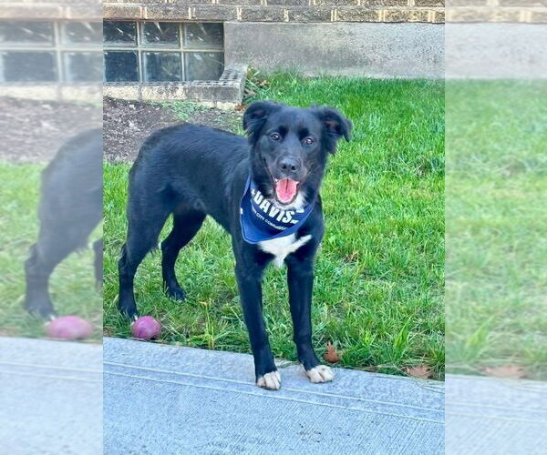 Medium Photo #7 Borador Puppy For Sale in Germantown, OH, USA